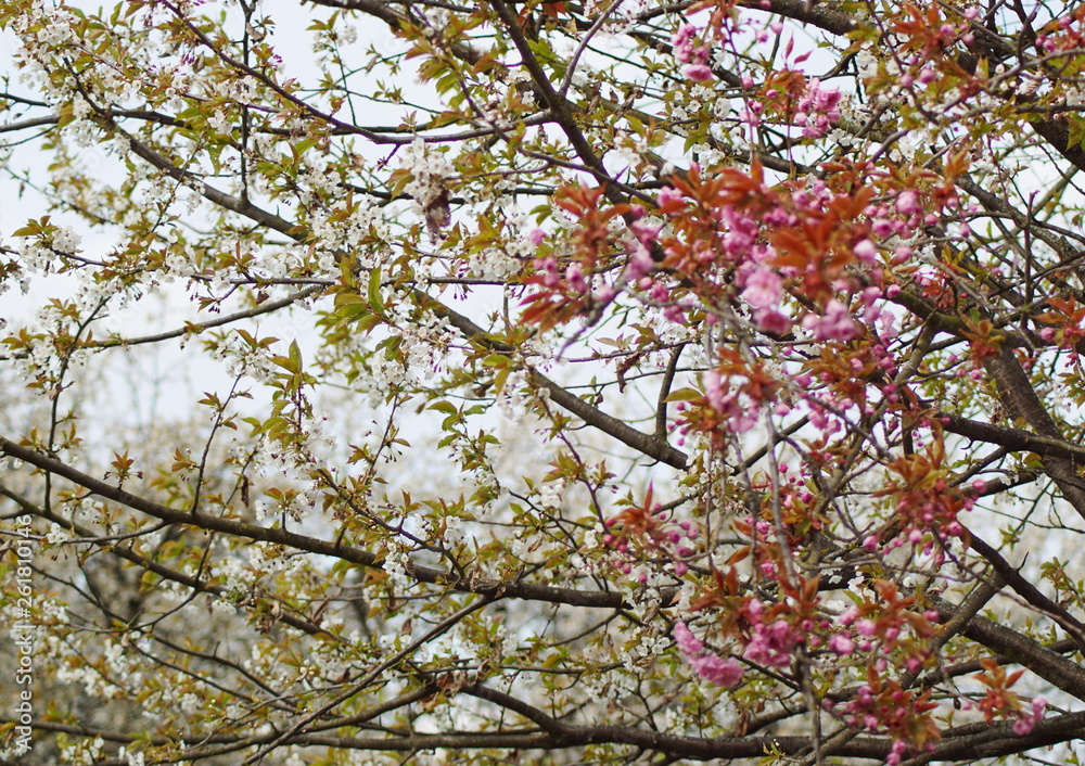 Ein Kirschbaum mit rosa und weißen Kirschblüten Ein Kirschbaum mit rosa und weißen Kirschblüten
