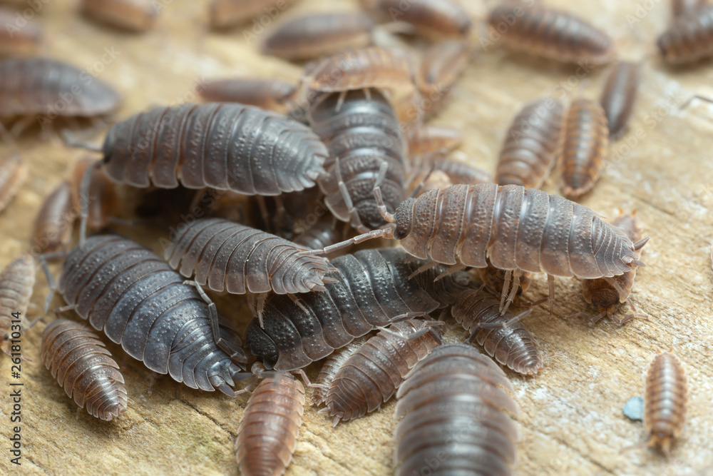 Many rough woodlouses, Porcellio scaber on wood photographed with high magnification Many rough woodlouses, Porcellio scaber on wood photographed with high magnification
