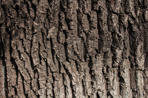 Old wood Texture