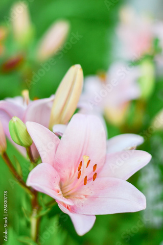 Beautiful gently pink lily against a background of green leaves in the garden