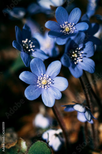 spring Flower. blue snowdrop in natural environment. shallow depth of cut. there is tinted.