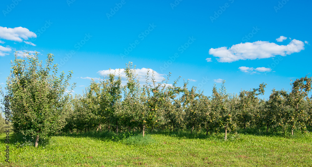 apple garden on a sunny day apple garden on a sunny day