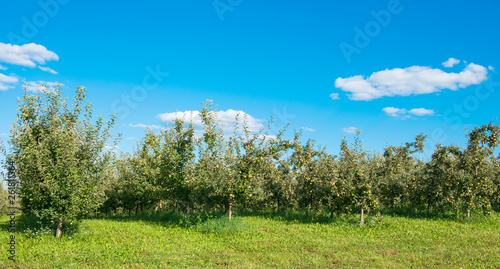 Fototapeta Naklejka Na Ścianę i Meble -  apple garden on a sunny day