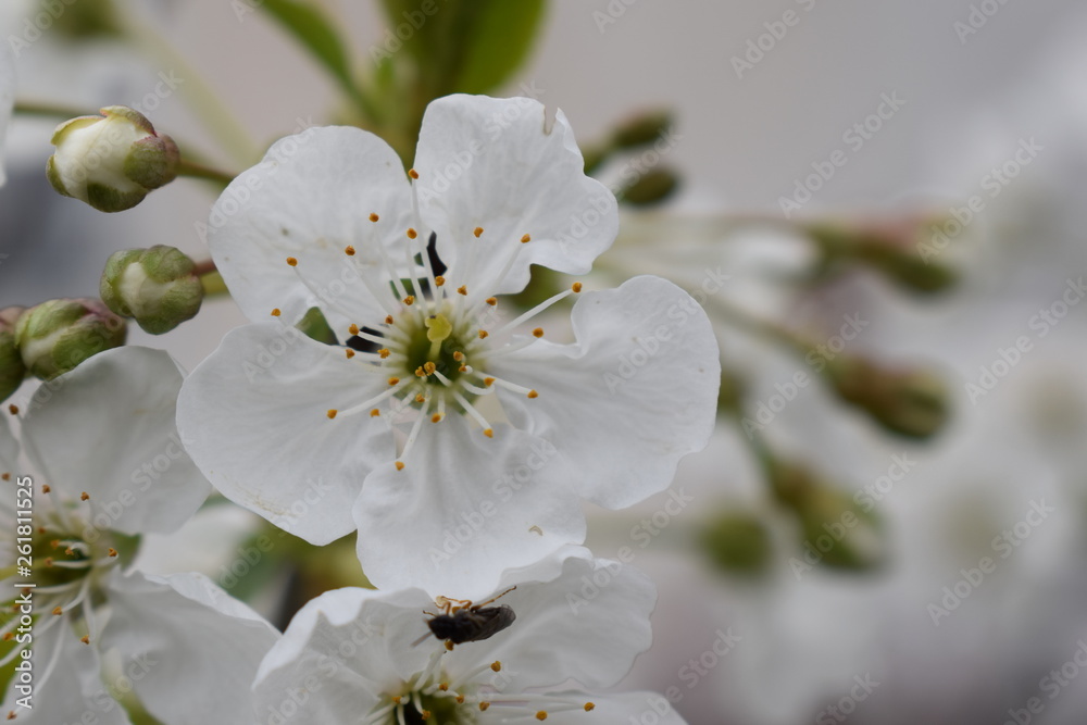 Fototapeta premium Beautiful white flower