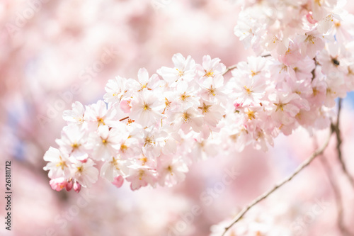 Cheery tree blossom