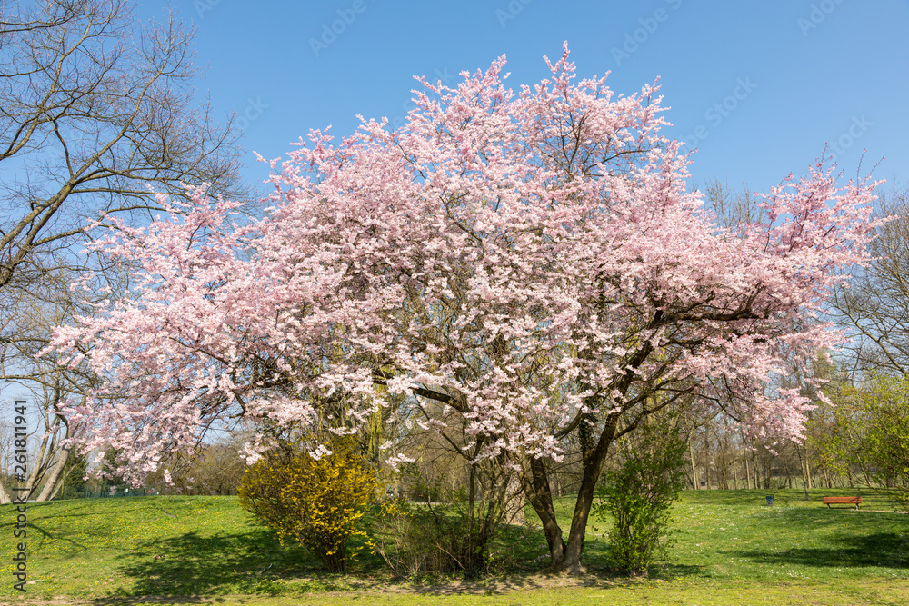 Japanese cherry tree in full blossom Japanese cherry tree in full blossom