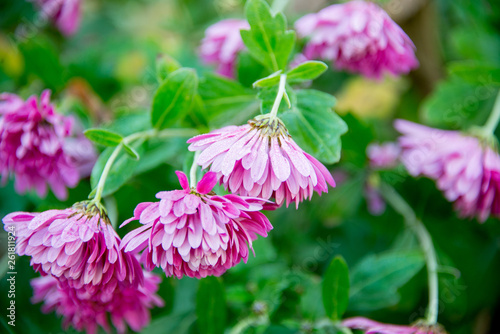 Beautiful and delicate autumn flowers called Dubki photo