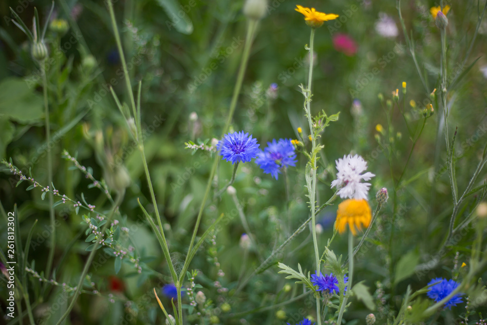 Eine Wilde Blumenwiese