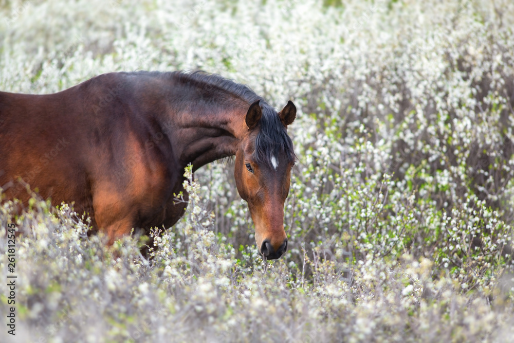 Chestnut horse on spring blossom landscape Chestnut horse on spring blossom landscape