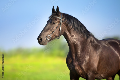 Horse with long mane close up portrait in motion