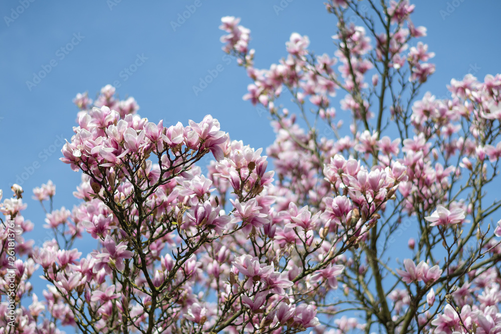 Nahaufnahme Magnolienbaum mit blauem Himmel