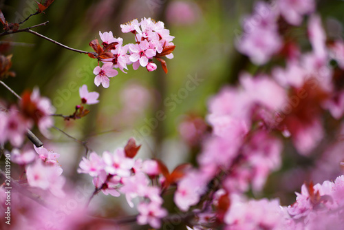 sakura flowers in blossom