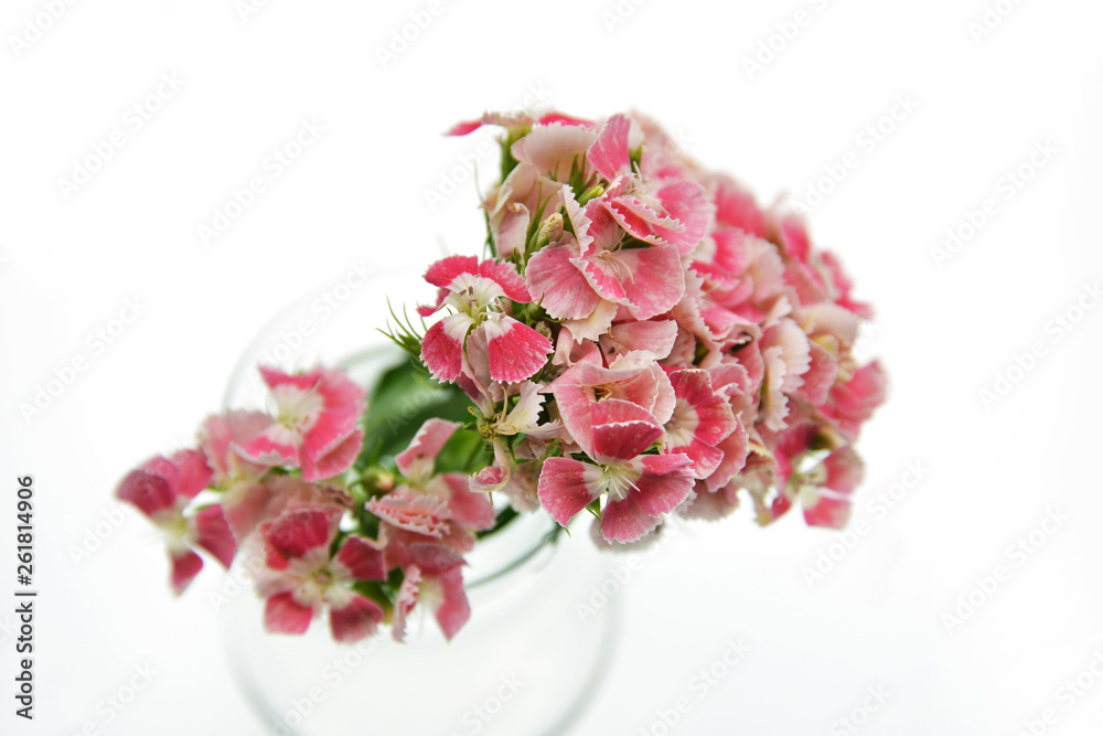 pink flowers  isolated on white background