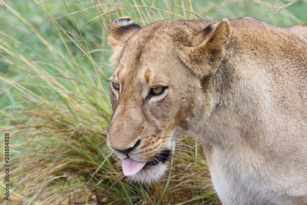 Afrikanischer Löwe / African Lion / Panthera Leo. Afrikanischer Löwe / African Lion / Panthera Leo.