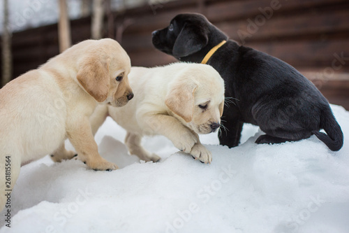 cute little puppies	