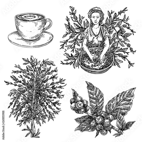 Coffee set. Picker, tree, branch with berries and cup of cappuccino. Sketch. Engraving style. Vector illustration.