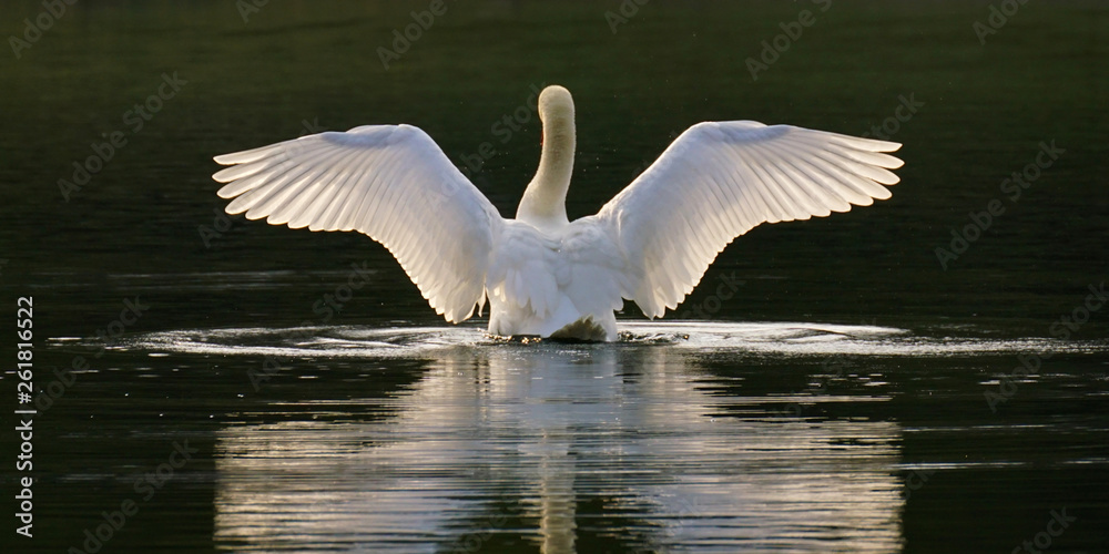 Swan spreading its wings Swan spreading its wings