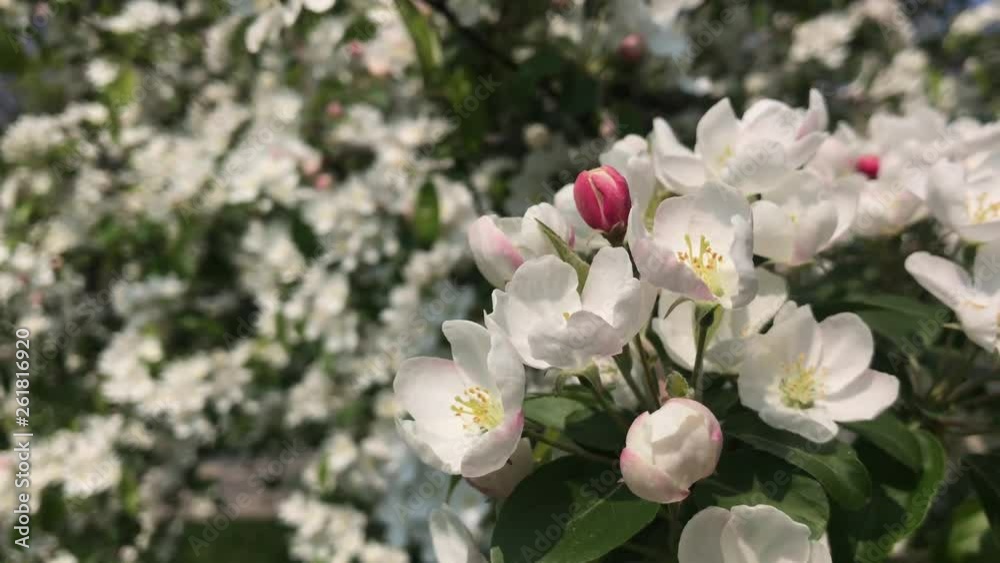 Apfelbaum in der Blüte Apfelbaum in der Blüte