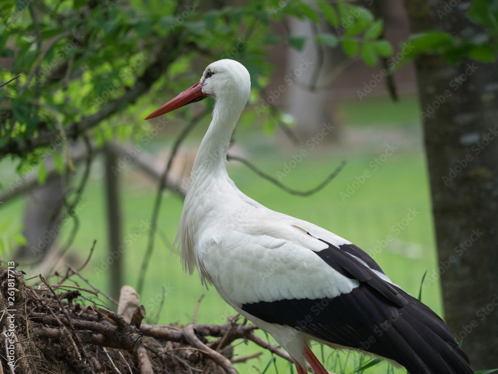 Weißstorch (Ciconia ciconia) am Storchennest Weißstorch (Ciconia ciconia) am Storchennest
