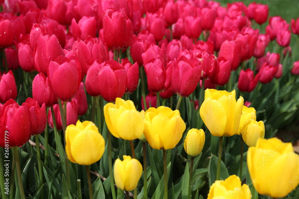 yellow and pink blossoming tulips with water drops in the spring April garden. Turkey tulip festival. Gulhine park, Istanbul A yellow and pink blossoming tulips with water drops in the spring April garden. Turkey tulip festival. Gulhine park, Istanbul A