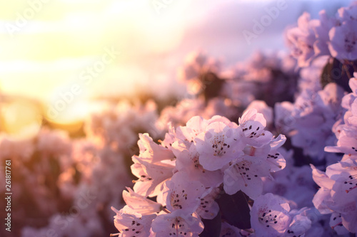 Spring flowers illuminated by beautiful sunset © Colin Fearing