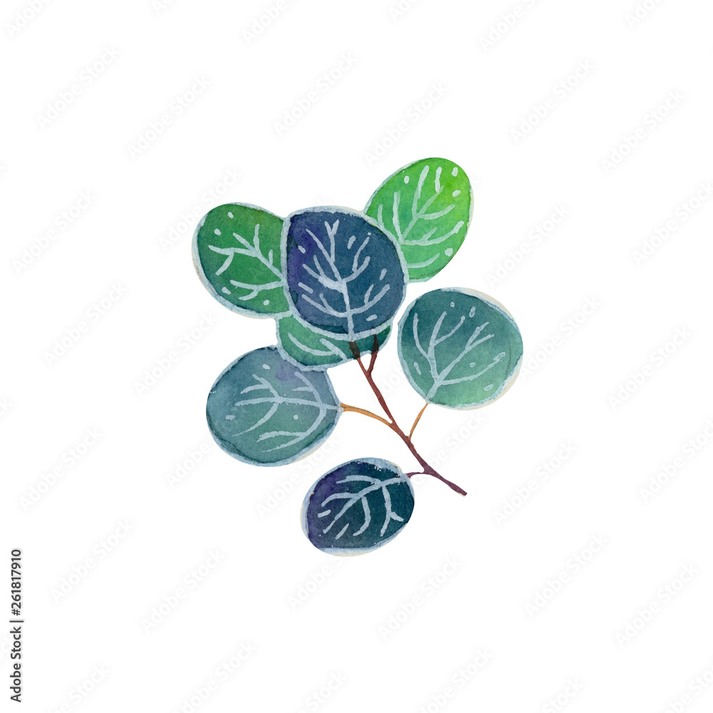 Watercolor eucalyptus leaves isolated on white background Watercolor eucalyptus leaves isolated on white background