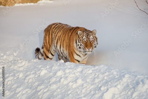 Wild siberian tiger is looking into the camera. Panthera tigris tigris.