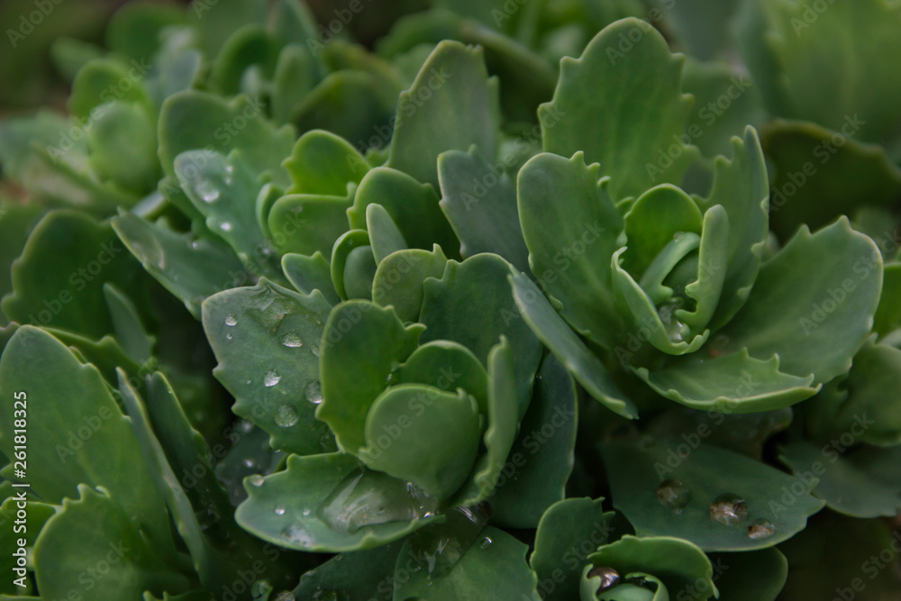 Green leaves with water drops for background Green leaves with water drops for background