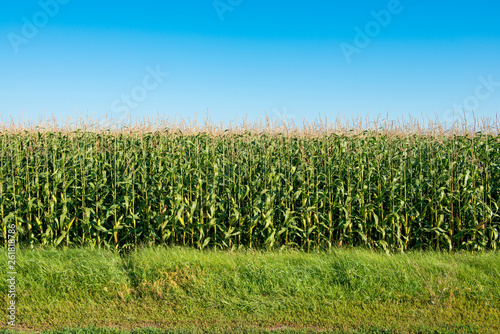 field of green corn on a sunny day