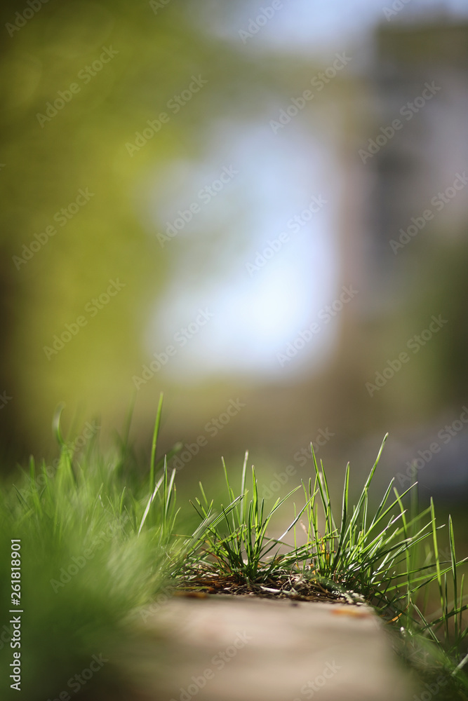 Spring nature. Leaves and bushes with the first green leaves in the park in the spring. Green leaves on branches in springtime. Spring nature. Leaves and bushes with the first green leaves in the park in the spring. Green leaves on branches in springtime.
