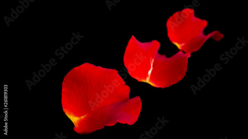 Red rose petals on black background. Isolated on black.