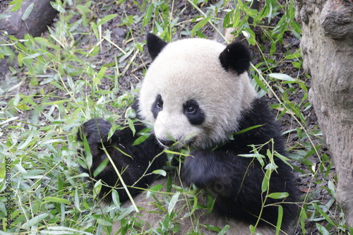 Fototapeta Naklejka Na Ścianę i Meble -  Sweet Panda Cub Eating Bamboo Leaves, China