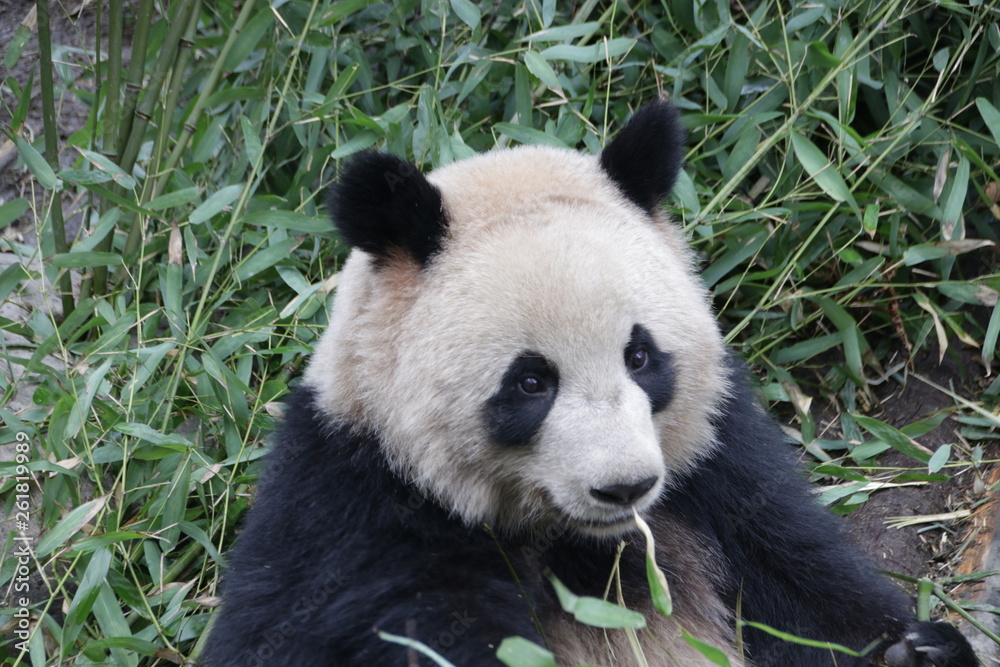 Obraz premium Close up Fluffy Face of Giant Panda, Chengdu, China