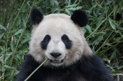 Fluffy Round Face Panda is Smiling  China