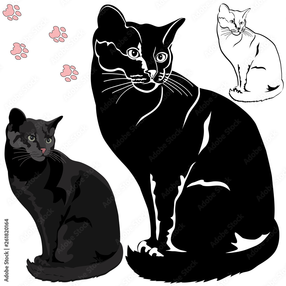 Obraz premium Set of domestic cats