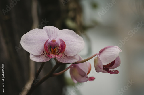 orchid