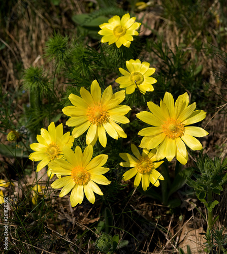 Pheasant's eye flower