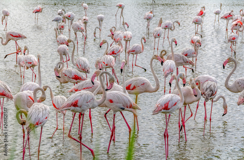 lots of Flamingoes