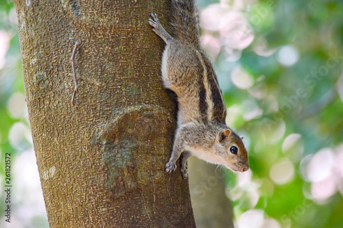 Squirrel on tree trunk © PRILL Mediendesign