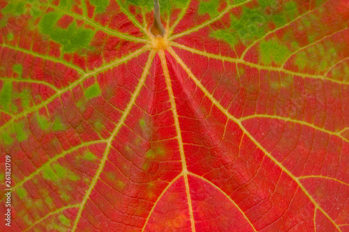 Red leaf veins