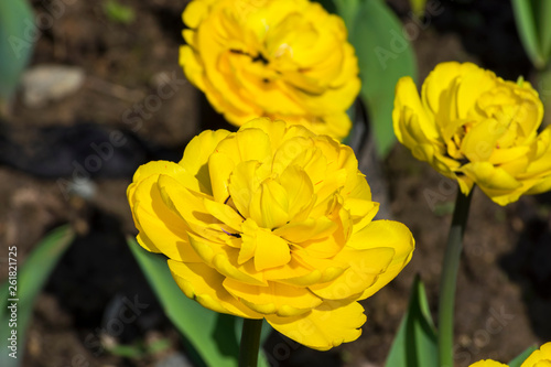 Beautiful yellow peony tulips.