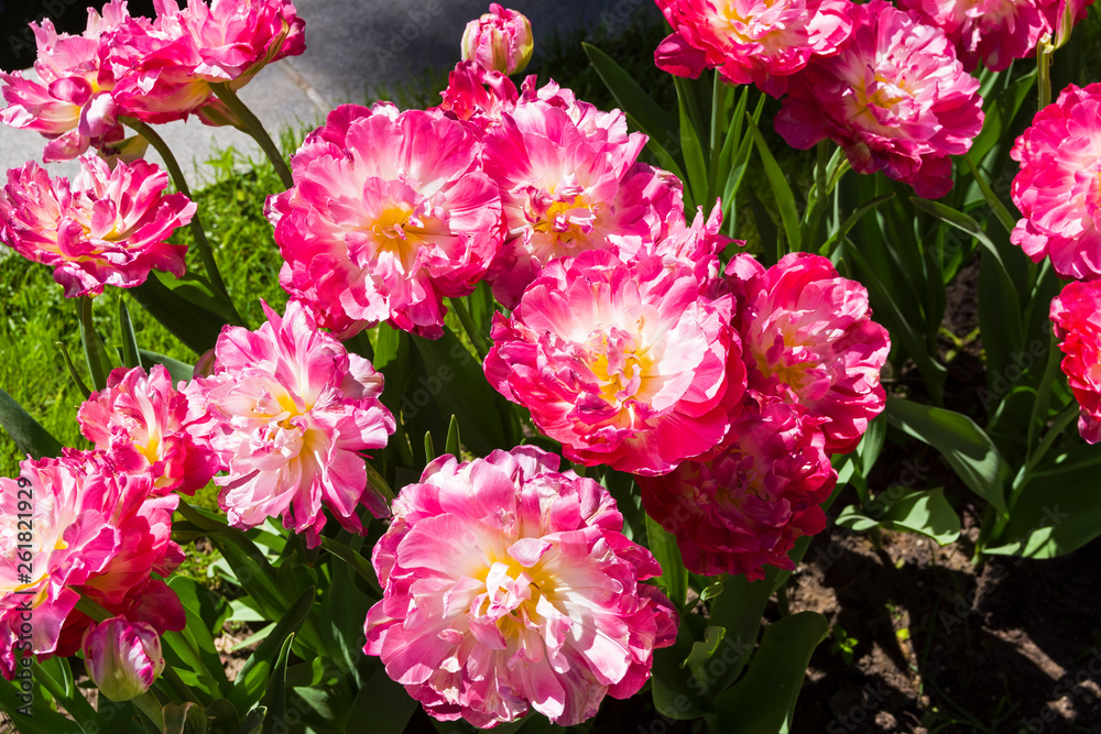 Tulipa of the Double Sugar species
