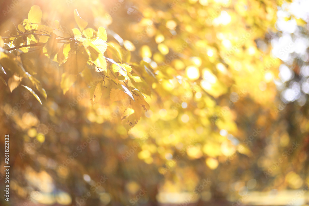 Autumn background in the park Autumn background in the park