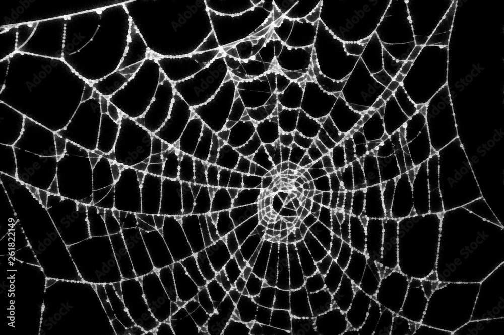 Obraz premium Spider web with water drops. Digital generated painting