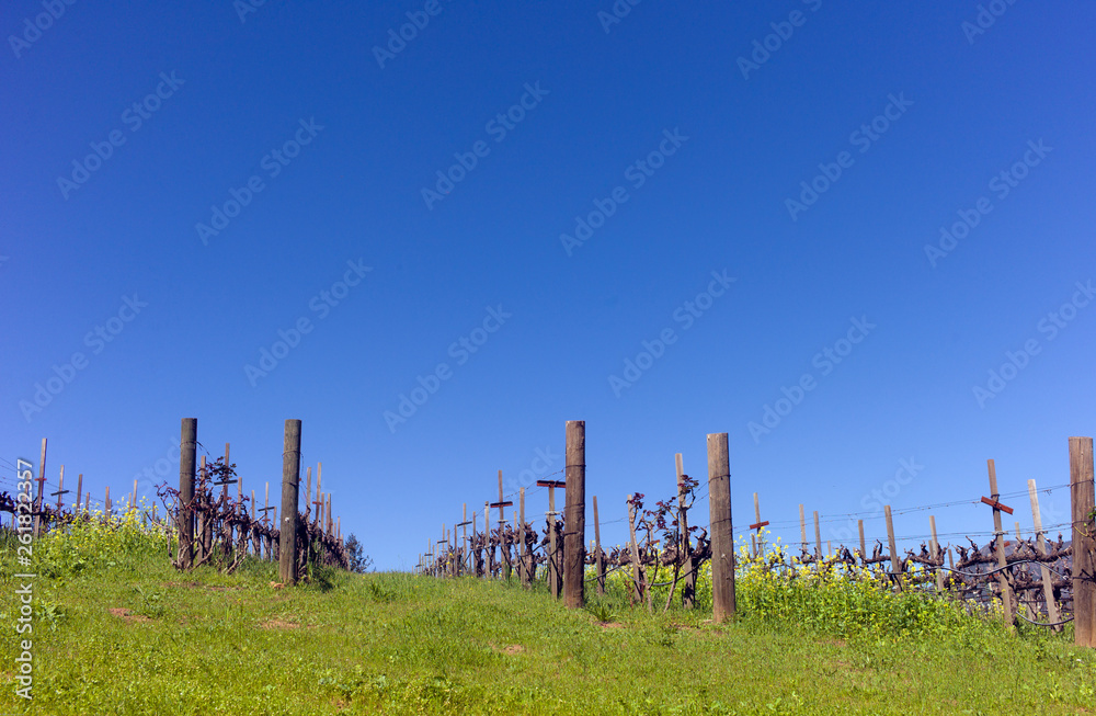 vineyard and blue sky with wooden poles and green grass