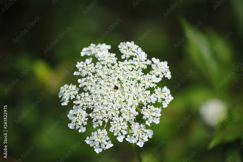 Flower Flower