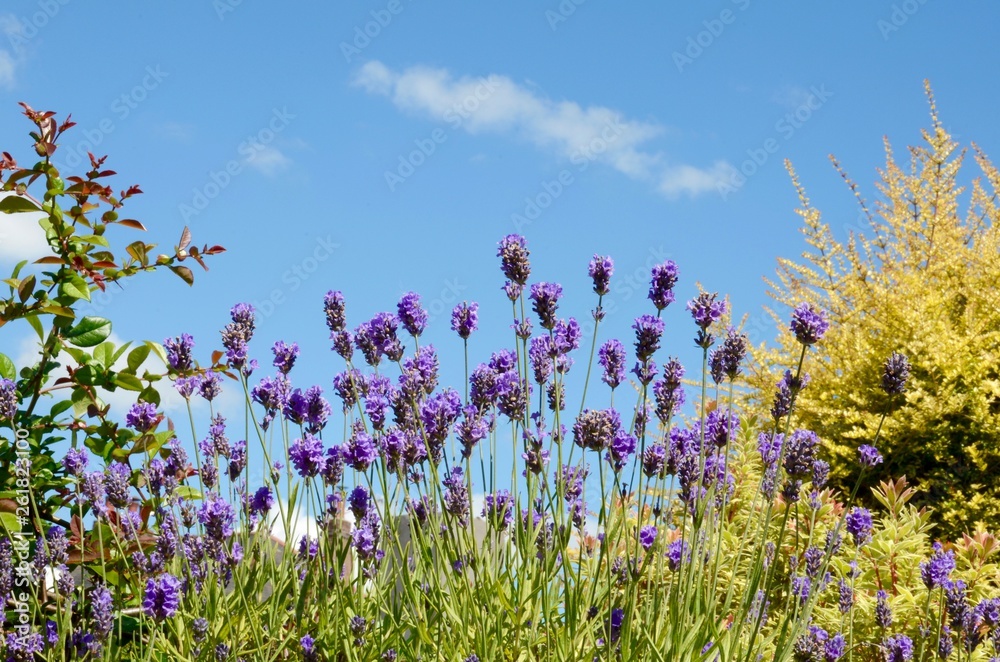 Beautiful purple lavender growing in a garden Beautiful purple lavender growing in a garden