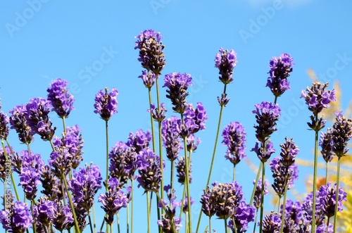 Fototapeta Naklejka Na Ścianę i Meble -  Beautiful purple lavender in a garden