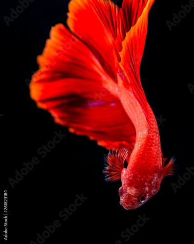 Obraz na płótnie Beta Fish, Fighting Fish in watter