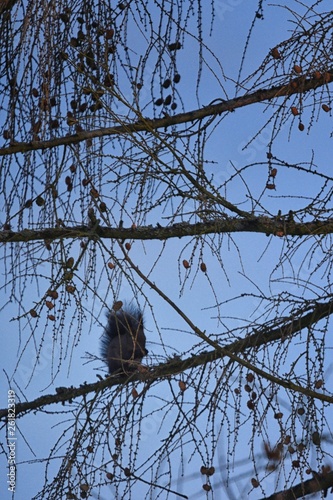 shadow squirrel